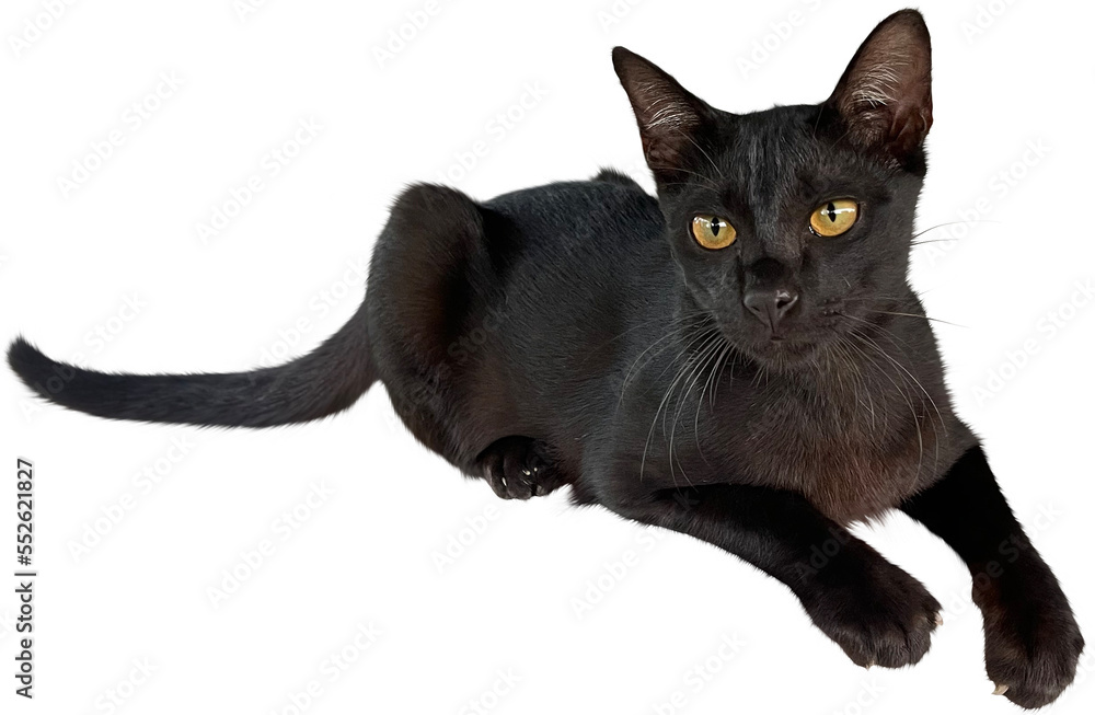 Black cat Isolated clipart png
