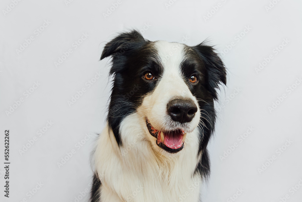 Funny emotional dog. Cute puppy dog border collie with funny face isolated on white background. Cute pet dog. Pet animal life concept