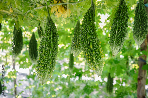Schilderij op canvas Close up of bitter gourd or bitter melon hanging on tree in organic vegetable farm