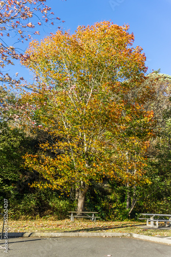 Autumn Tree At Ocean Park 5