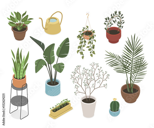 Green houseplants - modern vector isometric colorful elements