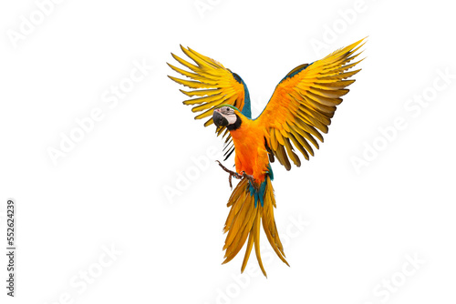 Colorful flying parrot isolated on transparent background. © Passakorn