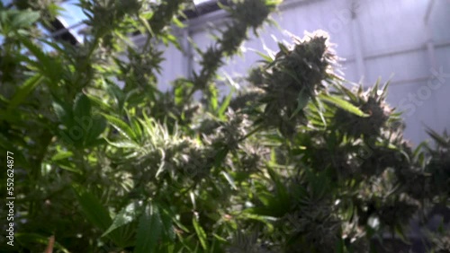 Cannabis plant marijuana flower growing cycle macro