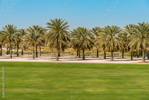Gardens with palm trees inside the Sultan Qaboos Grand Mosque, Oman, Middle East © EleSi
