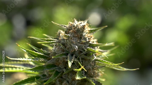 Cannabis plant marijuana flower macro resin sticky