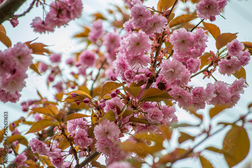 sakura blossoms in spring in Ukraine