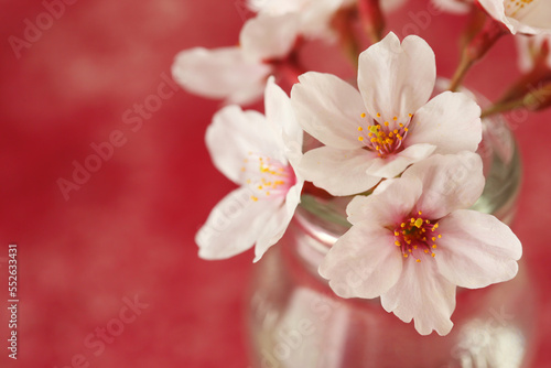 Fototapeta Naklejka Na Ścianę i Meble -  Close-up of a beautiful petal cherry blossom