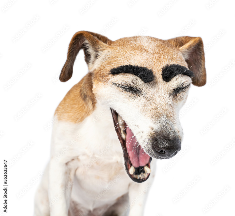 Close up portrait small dog with big funny eyebrows with opened mouth closed eyes looking down. sarcastic laughing shouting or yawning. White background
