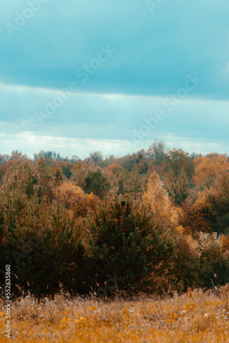 autumn in the park