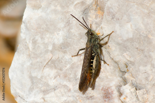 Nachtigall-Grashüpfer (Chorthippus biguttulus)  photo