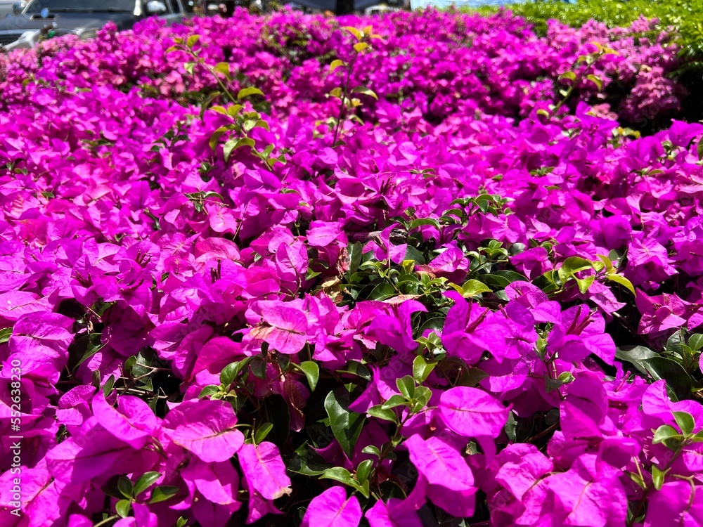 Obraz premium pink and purple flowers