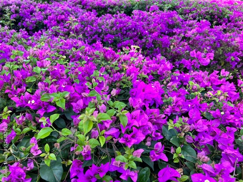 Wallpaper Mural purple and yellow flowers Torontodigital.ca