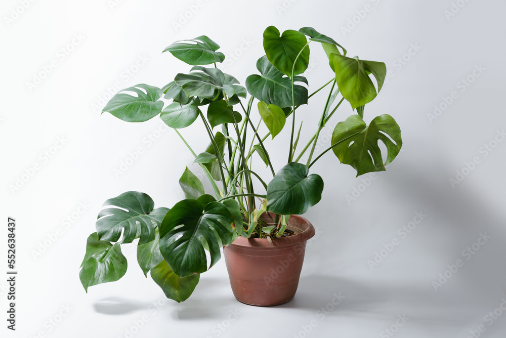 Fototapeta premium Monstera plant on a white background.