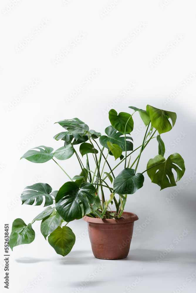 Fototapeta premium Monstera plant on a white background.