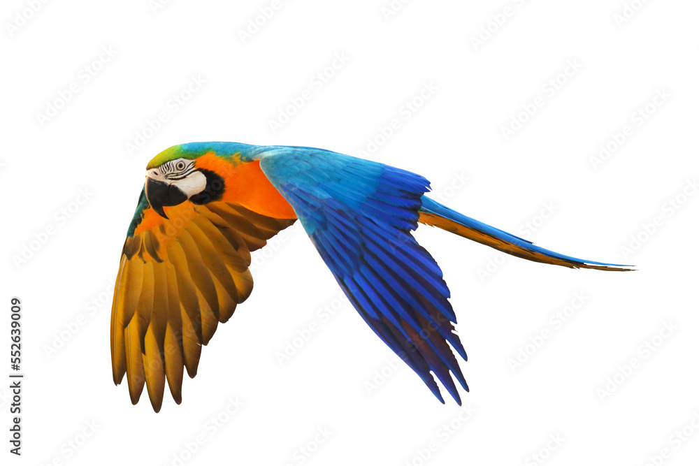 Fototapeta premium Colorful flying parrot isolated on transparent background.