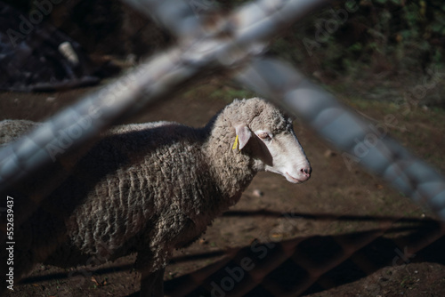 Retrato de oveja tras reja en el campo photo