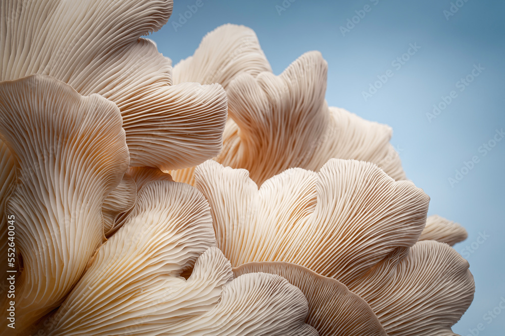 Looking up at the underside of an oyster mushroom cluster - obrazy, fototapety, plakaty 