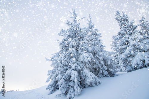 amazing winter landscape with snowy fir trees in the mountains © Melinda Nagy