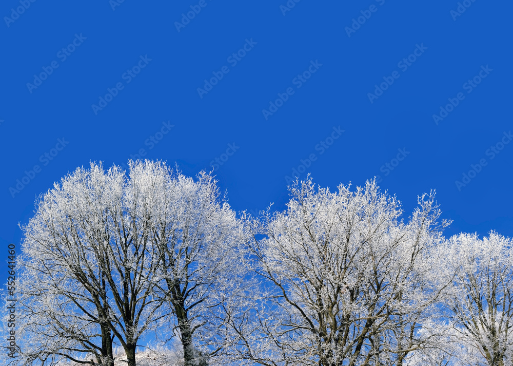 beautiful winter landscape with snowy trees and blue sky. scenic winter forest natural background. Winter season concept. frozen cold weather. copy space beautiful winter landscape with snowy trees and blue sky. scenic winter forest natural background. Winter season concept. frozen cold weather. copy space