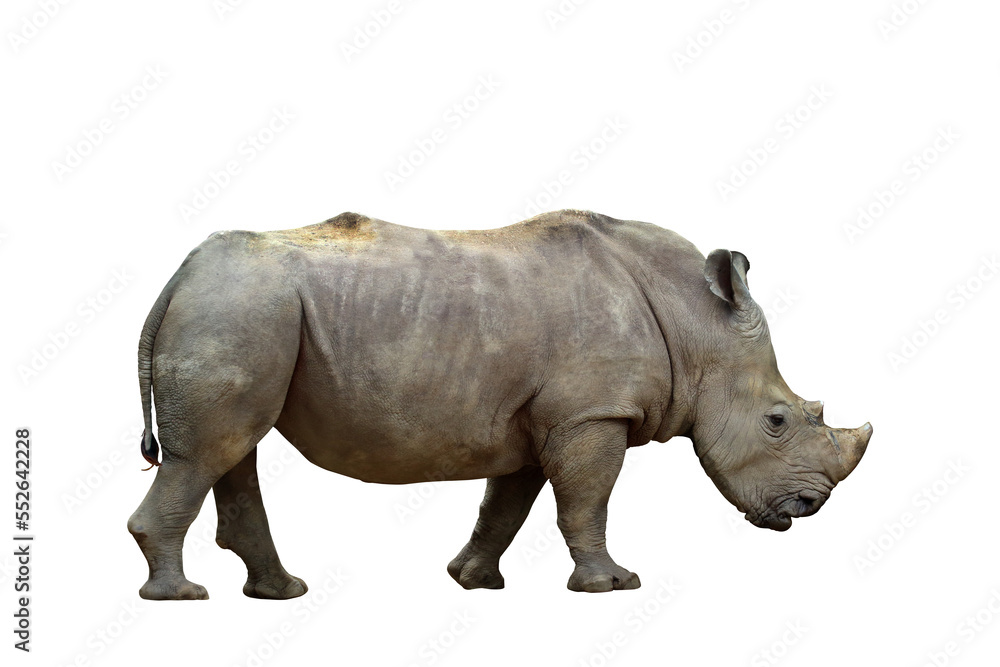 Fototapeta premium Formidable of rhinoceros isolated on transparent background.