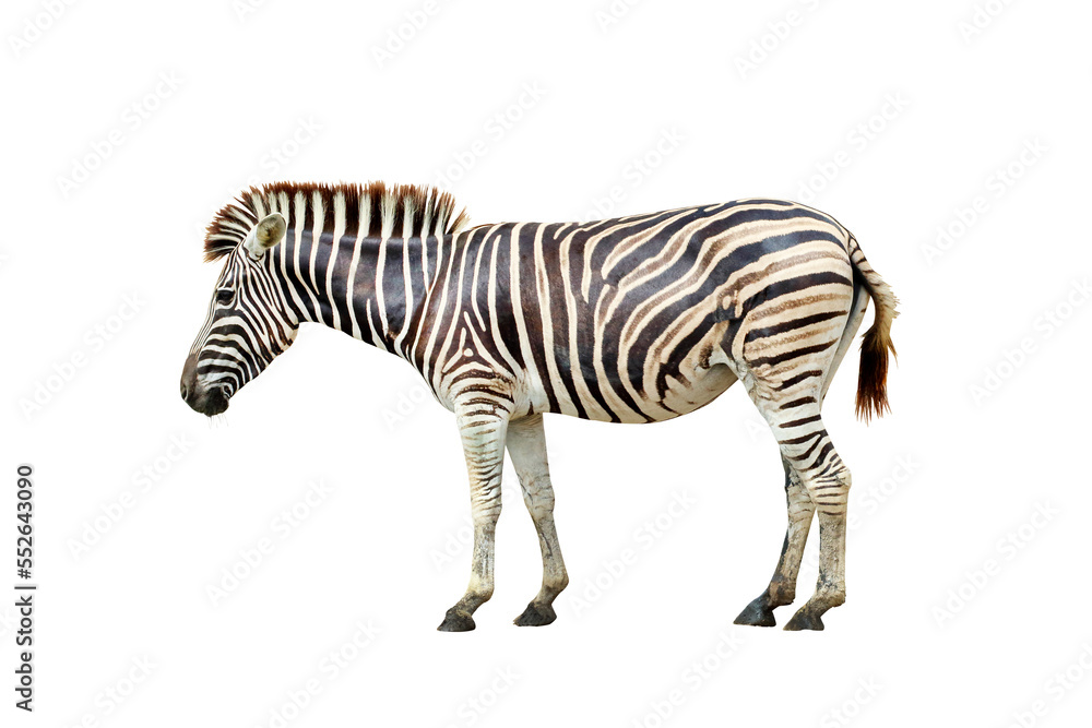 Fototapeta premium Zebra isolated on transparent background.