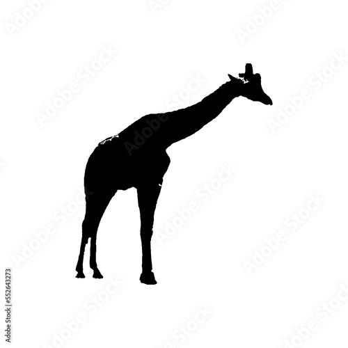 Giraffe icon. Simple style the wild nature poster background symbol. Giraffe brand logo design element. Giraffe t-shirt printing. vector for sticker.