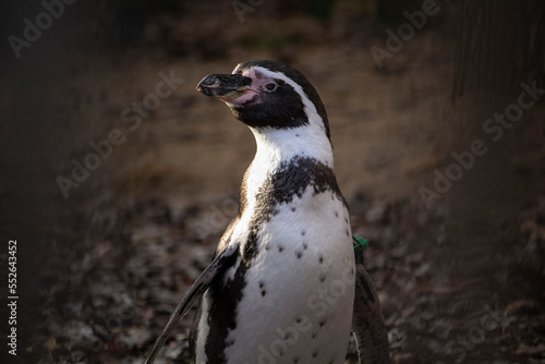 humboldt penguin close up portrait. High quality photo