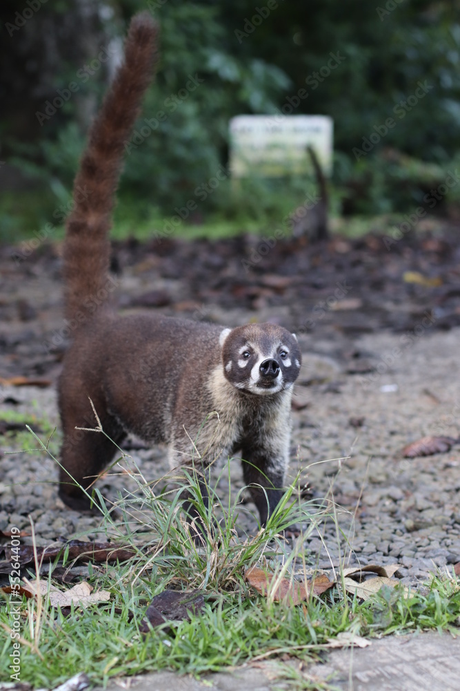 Fototapeta premium Vista Frontal del Gato Solo Especie nativa selvas tropicales