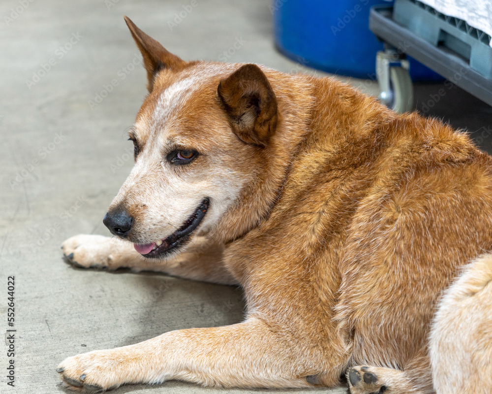 portrait of a dog