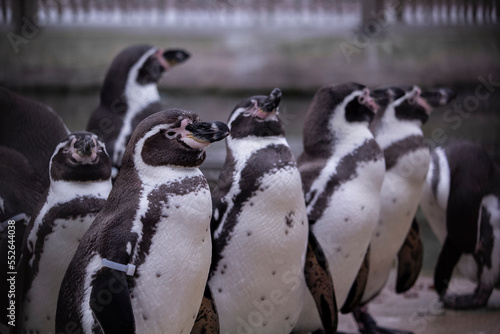 Flock of humboldt penguin close up portrait. High quality photo