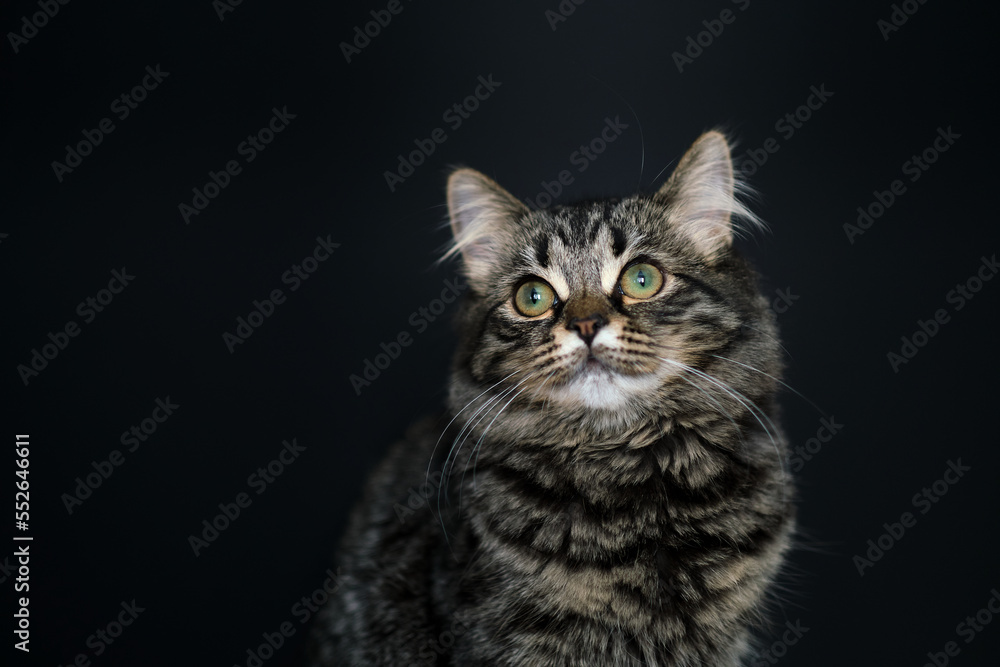 Young cat looks up. Gorgeous brown tabby Siberian cat kitten. Isolated on black background.