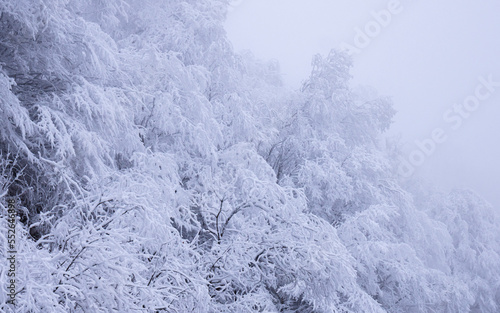 snow covered branches of trees