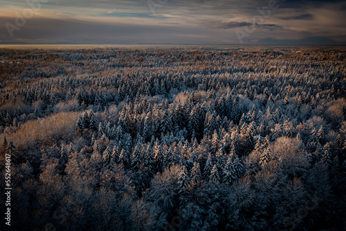 Dark forest view with snowy treetops from above in Espoo, Finland