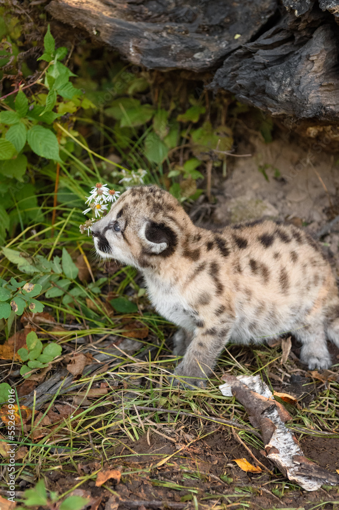 Obraz premium Cougar Kitten (Puma concolor) Looks Up Next to Small Cluster of Wildflowers Autumn
