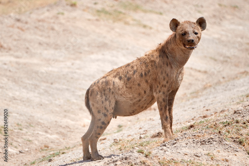 Beautiful specimen of hyena observes in the direction of the camera from a mound of earth the rest of the savannah in search of prey while drooling, in the national park of Amboseli, Kenya, Africa