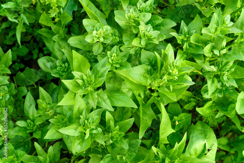 Flowering of the spinach plant on a field. Leaves leaf leaf green in rows, agriculture.