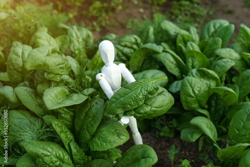 Green harvesting spinach on a field. Young leaves leaf leaf green, agriculture. Selective focus photo