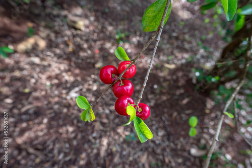 Group of Red acerola fruits hanging from the green leaf branch of the tree with blurred background