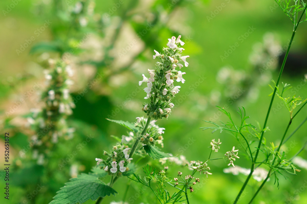 Small white flowers melissa mint officinalis in the garden on a green background. Selective focus Small white flowers melissa mint officinalis in the garden on a green background. Selective focus