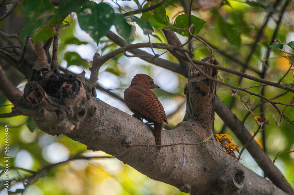 Bird Of Prey Bird Of Prey
