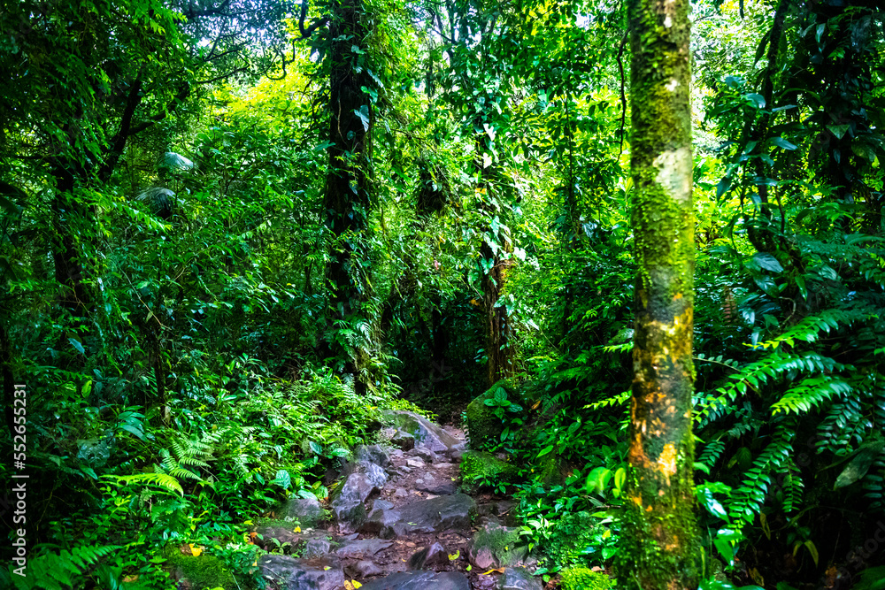 A dense rainforest with lush vegetation in volcano tenorio national park in Costa Rica; a path through the jungle near the famous rio celeste river