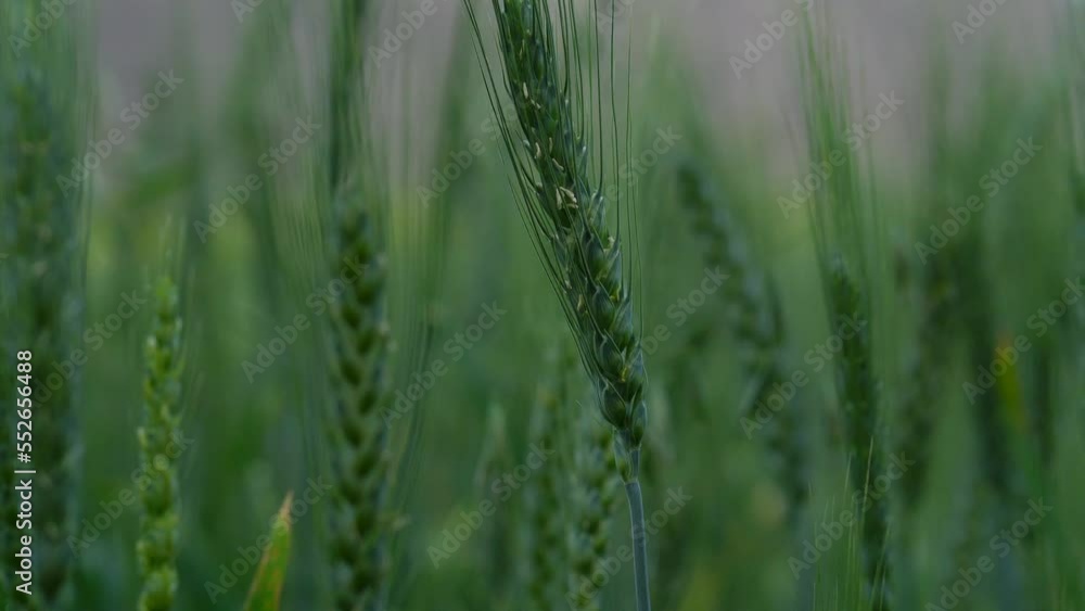 Highland barley and Tibetan village in Autumn Highland barley and Tibetan village in Autumn