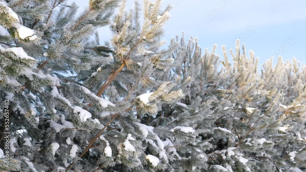 Amazing calm cold winter landscape in rural. Sun rays shine green coniferous needles in white frost on snow covered branches of pine tree at sunrise sunset. Slow movement of camera Amazing calm cold winter landscape in rural. Sun rays shine green coniferous needles in white frost on snow covered branches of pine tree at sunrise sunset. Slow movement of camera
