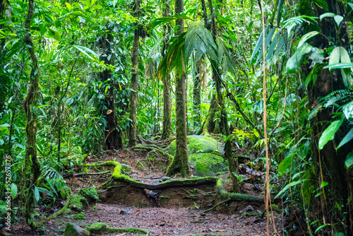 a magical, scenic path through Costa Rica's dense tropical rainforest; hiking through Costa Rica's jungle in braulio carrillo national park near san jose photo