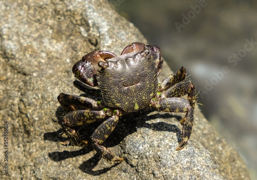 Marbled crab taking a sunbath at Aci Trezza, Sicily.