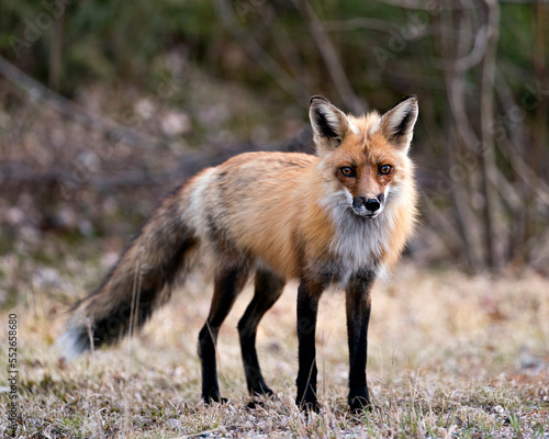 Red Fox Photo Stock. Fox Image. Close-up profile view looking at camera in the springtime with blur background and enjoying its environment and habitat. Picture. Portrait. ©  Aline