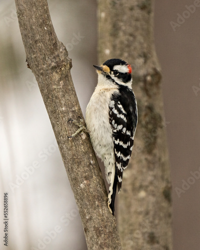 Woodpecker Photo and Image. Downy Woodpecker male on a tree trunk with a blur background in its environment and habitat surrounding displaying white and black feather plumage wings..