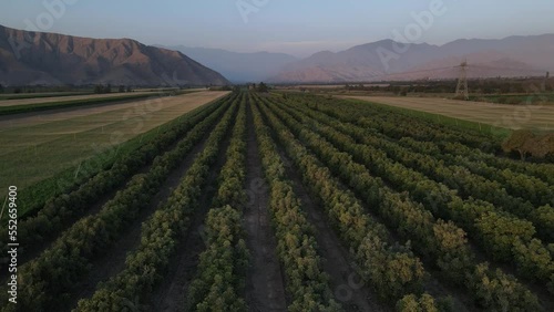 Campo de cultivos de palto en Ica - Perú photo