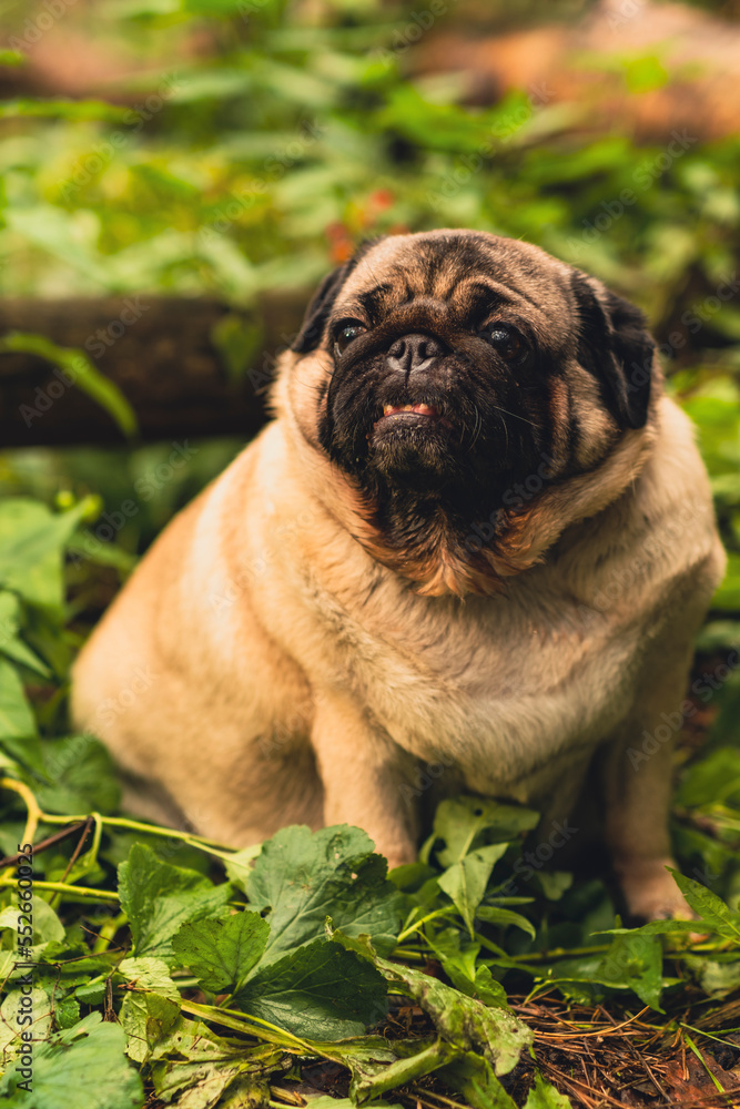 Pug dog with an open mouth and his tongue sticking out and sitting in the grass of the forest on a sunny day.