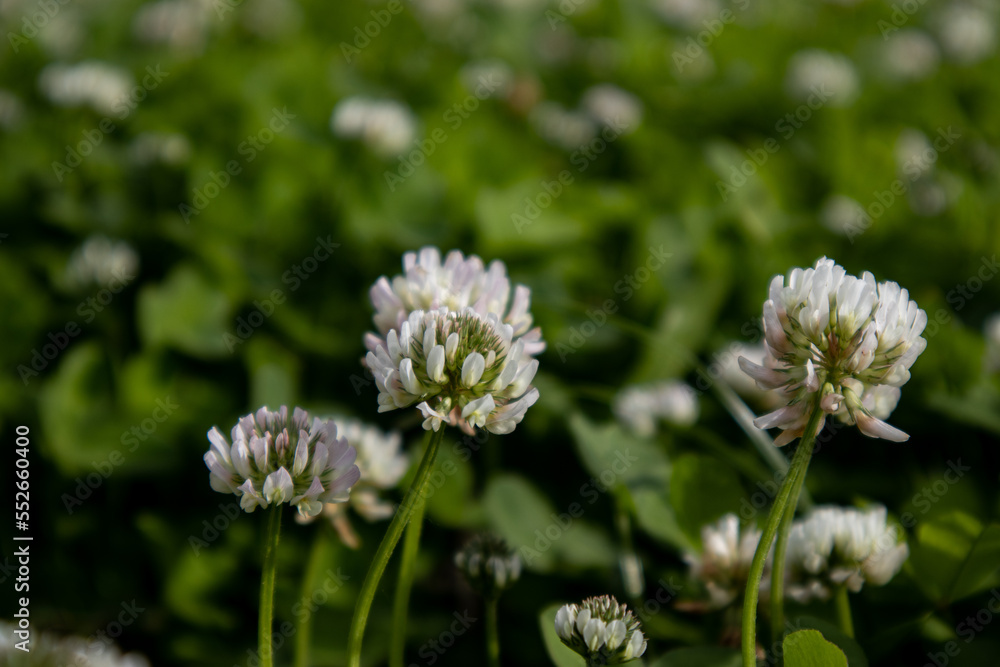 White flowers of creeping clover close-up. White flowers of creeping clover close-up.